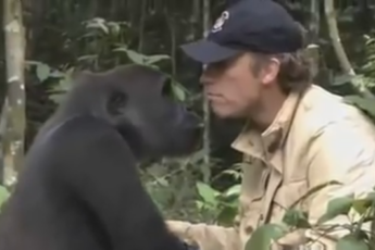 Встреча с гориллой